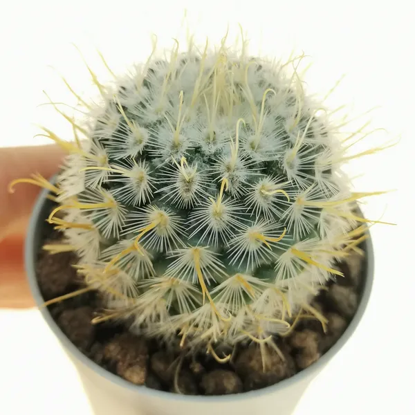 Mammillaria__bombycina_cactus