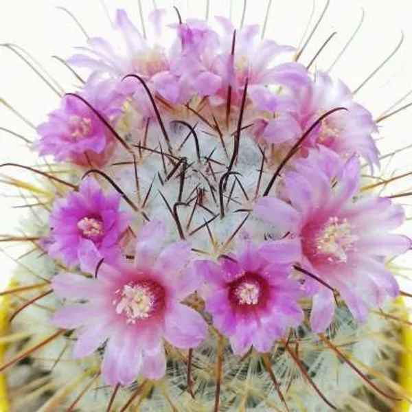 Mammillaria__bombycina_cactus