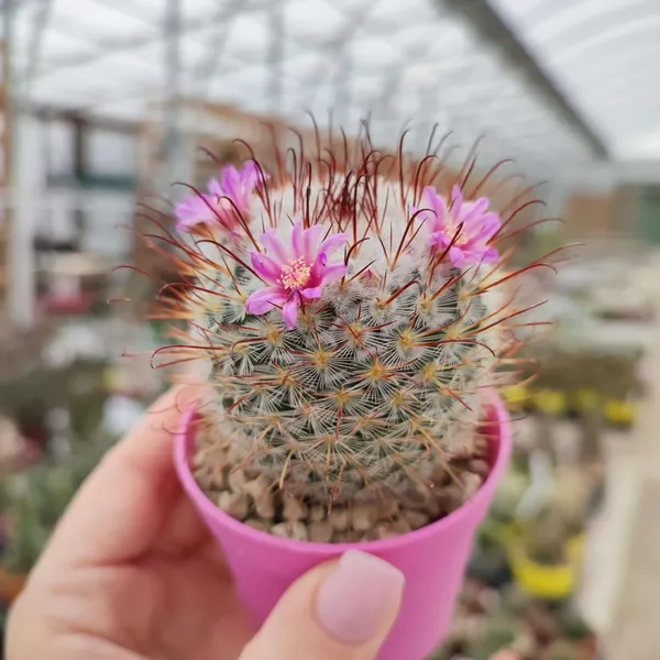 Mammillaria__bombycina_cactus