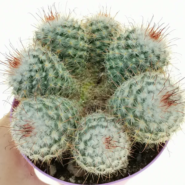 Mammillaria__bombycina_cactus