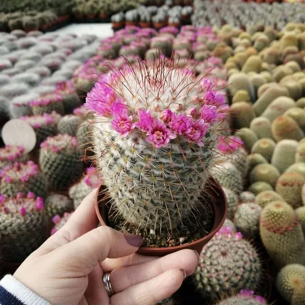 Mammillaria__bombycina_cactus