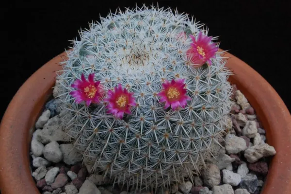 Mammillaria_albilanata_cactus