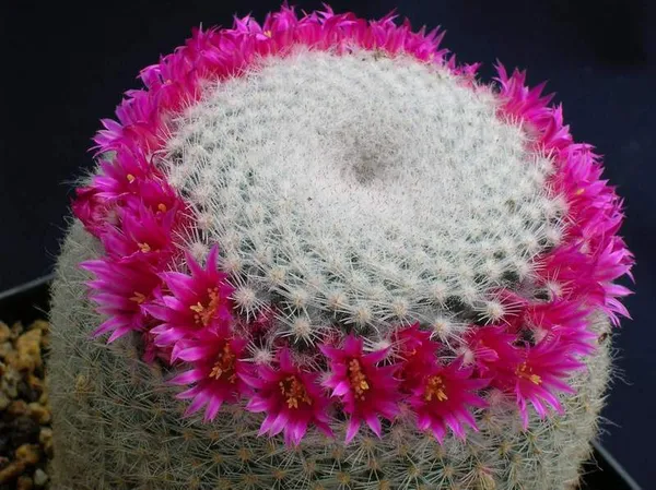 Mammillaria_albilanata_cactus