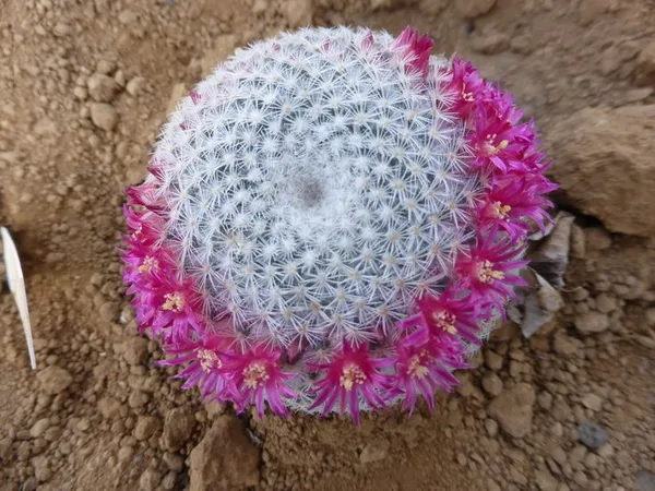 Mammillaria_albilanata_cactus