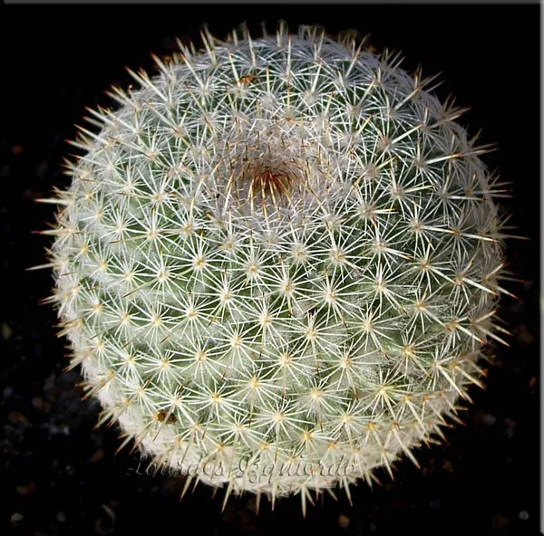 Mammillaria_albilanata_cactus