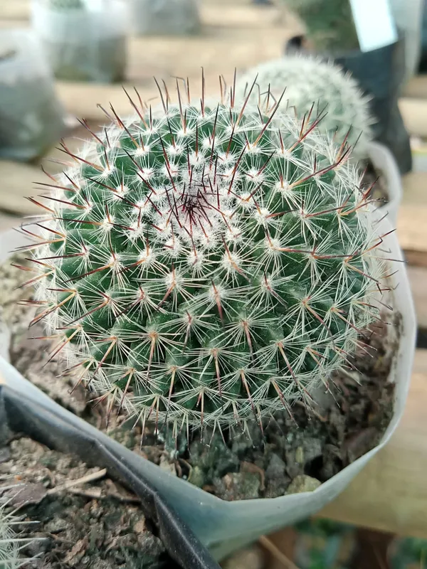 Mammillaria_albilanata_cactus