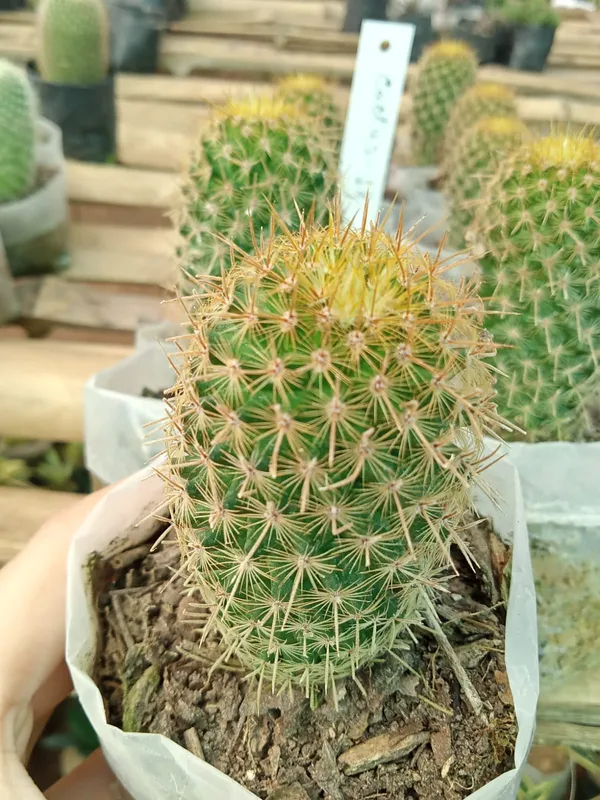 Mammillaria_elongata_/_the_gold_lace_cactus