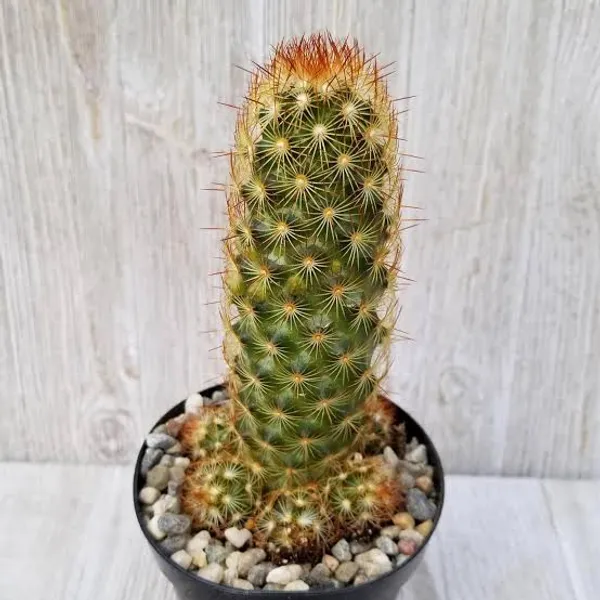 Mammillaria_elongata_/_the_gold_lace_cactus
