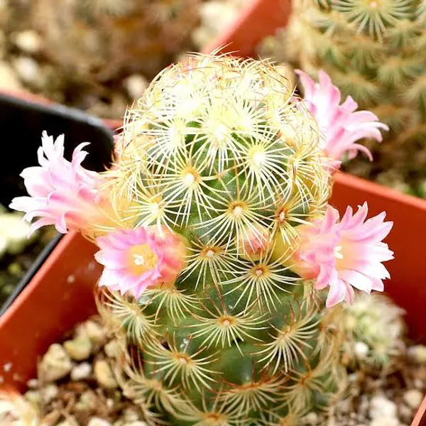 Mammillaria_elongata_/_the_gold_lace_cactus