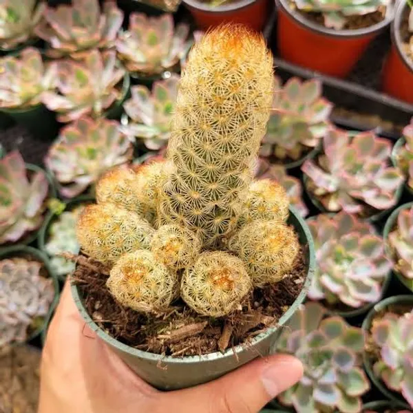 Mammillaria_elongata_/_the_gold_lace_cactus