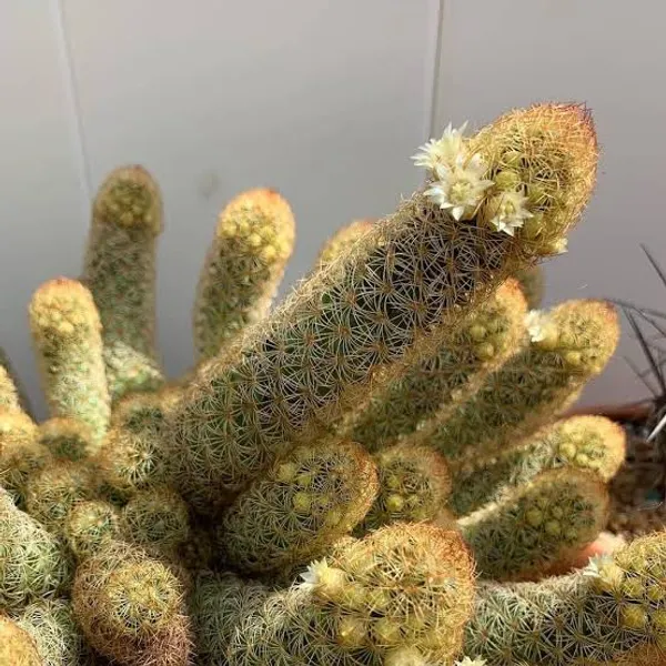 Mammillaria_elongata_/_the_gold_lace_cactus