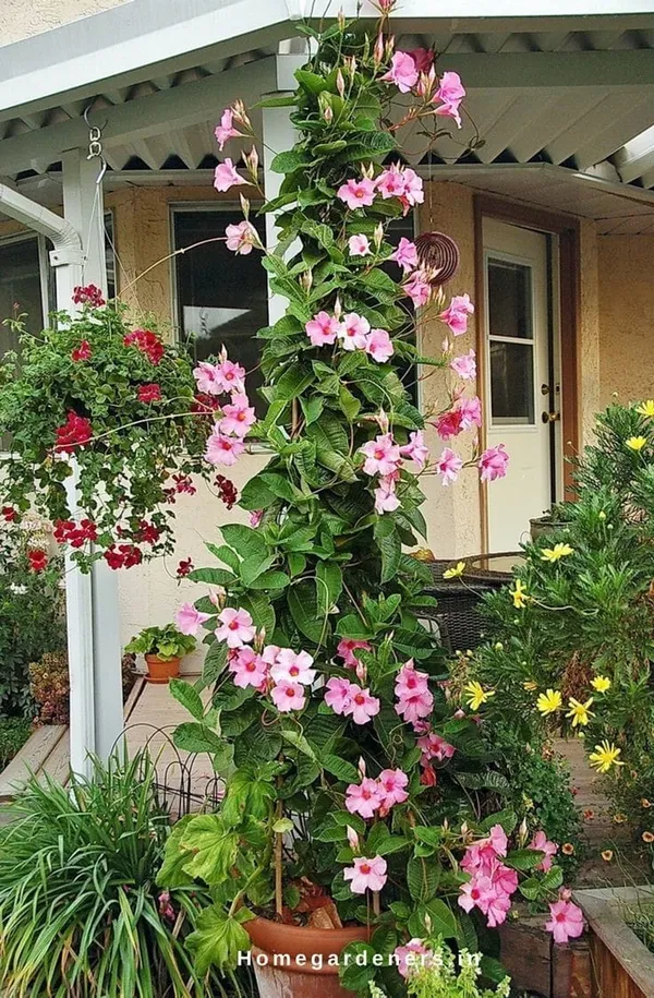 Mandevilla_Pink__Single_Flower_Plant