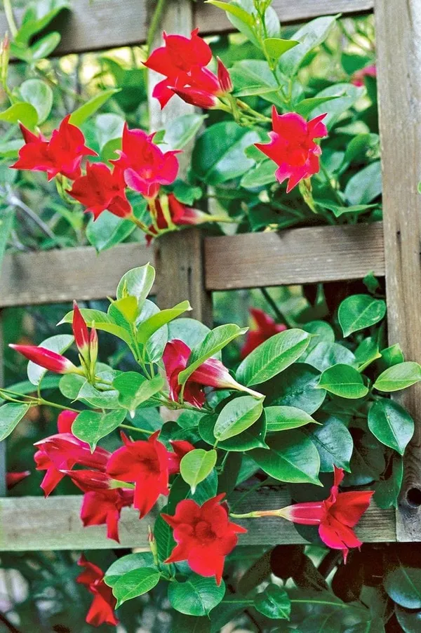 Mandevilla_Red__Single_Flower_Plant