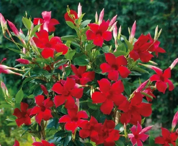 Mandevilla_Red__Single_Flower_Plant