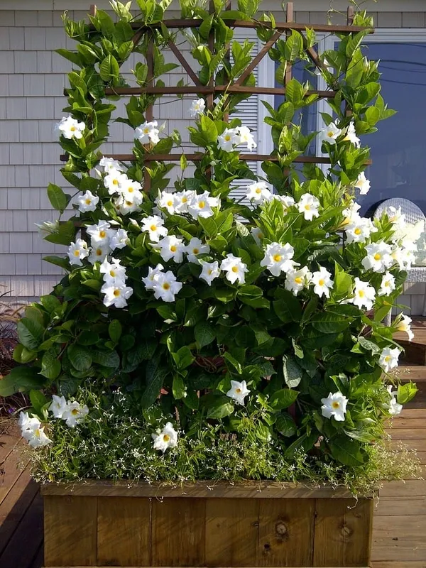 Mandevilla_White_Single_Flower_Plant_(1.5-2_Feet_Height_Pack_Of_1)