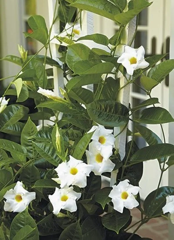 Mandevilla_White_Single_Flower_Plant_(1.5-2_Feet_Height_Pack_Of_1)
