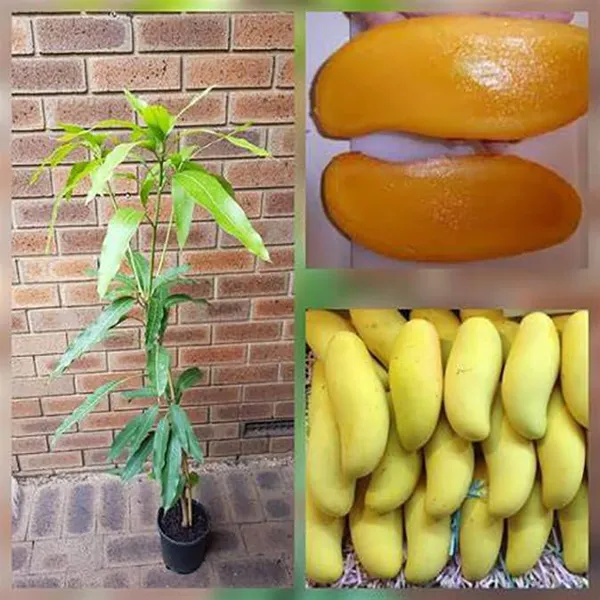 Mango_Yellow_Banana_Variety_Grafted_Aam_Fruit_Plants_&_Tree(1.5-2_Ft_Size)