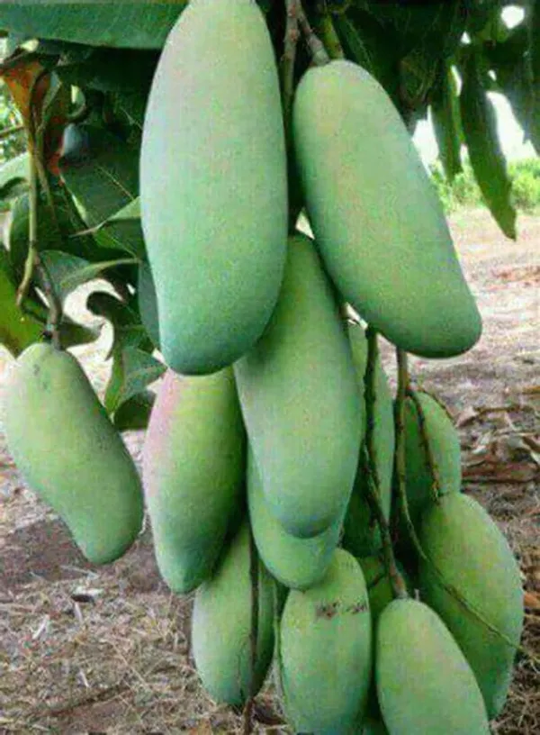 Mango_Yellow_Banana_Variety_Grafted_Aam_Fruit_Plants_&_Tree(1.5-2_Ft_Size)