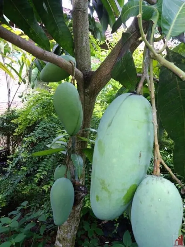 Mango_Yellow_Banana_Variety_Grafted_Aam_Fruit_Plants_&_Tree(1.5-2_Ft_Size)