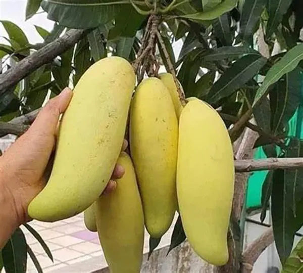 Mango_Yellow_Banana_Variety_Grafted_Aam_Fruit_Plants_&_Tree(1.5-2_Ft_Size)