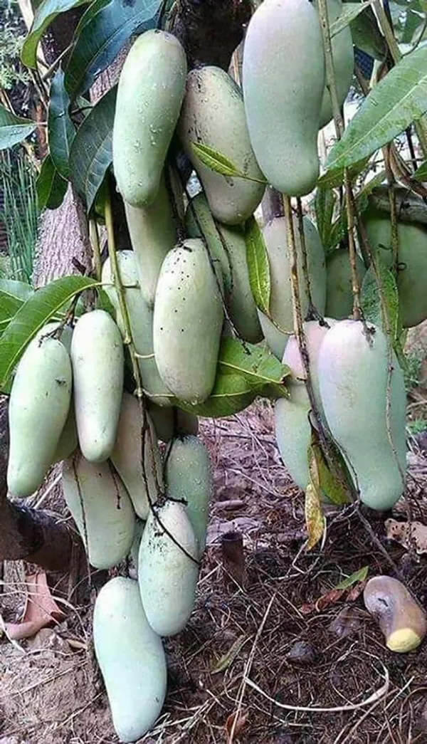Mango_Yellow_Banana_Variety_Grafted_Aam_Fruit_Plants_&_Tree(1.5-2_Ft_Size)