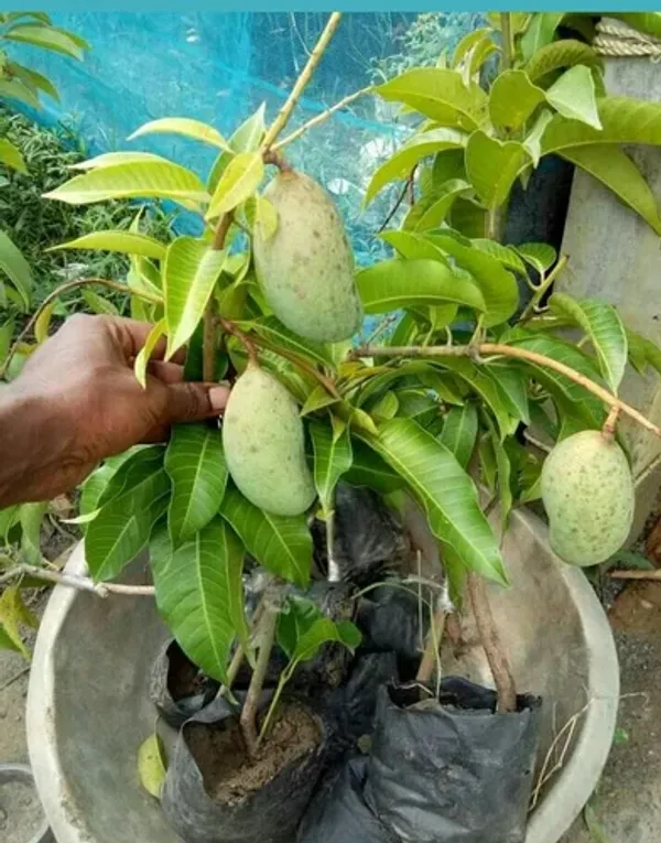 Mango_(Grafted)_Fruit_Hybrid_Plant_(Pack_Of_1)