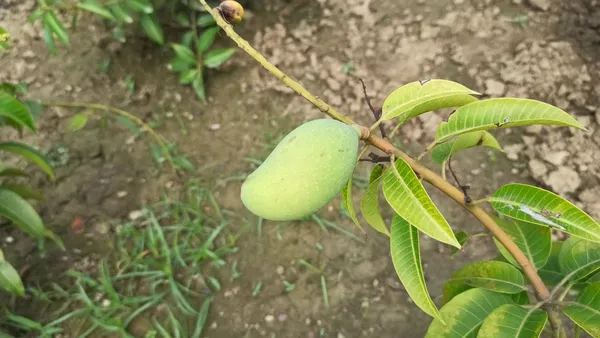 Mango_(Hybrid)_1.5-3.5_Ft_Fruit_Plant_(Pack_Of_1)