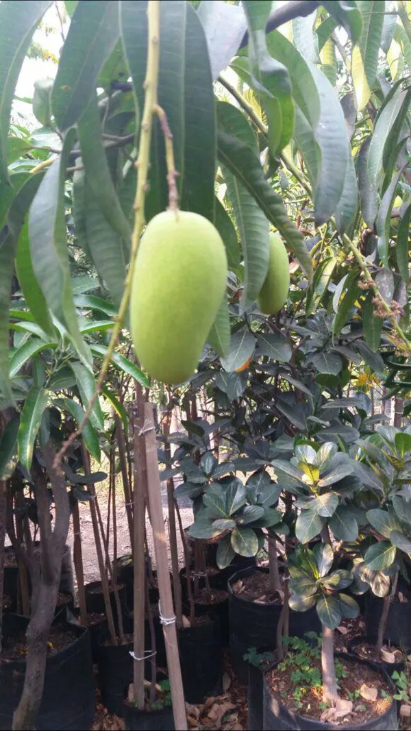 Mango_(Hybrid)_1.5-3.5_Ft_Fruit_Plant_(Pack_Of_1)