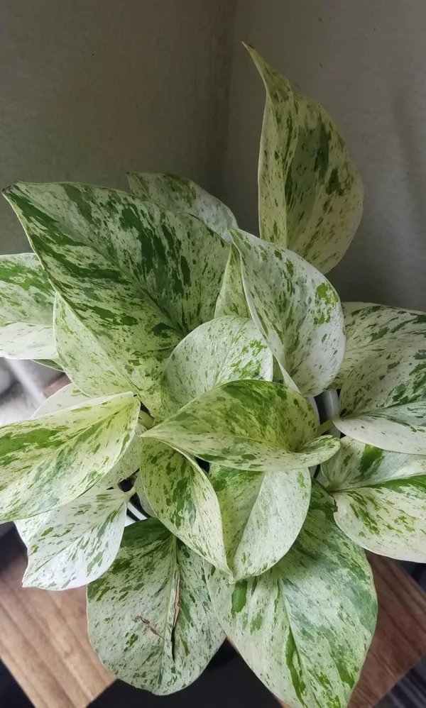 Marble_Money_Plant_(Pack_Of_1)