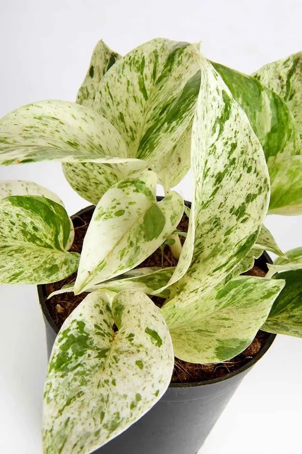 Marble_Money_Plant_(Pack_Of_1)