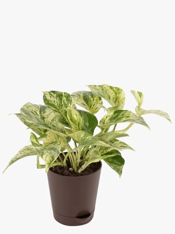 Marble_Money_Plant_(Pack_Of_1)