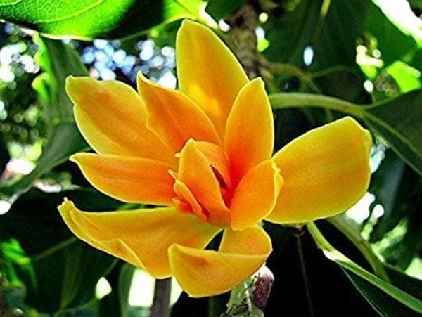Michelia_Champaca_Simhachalm_Golden_Champa_Grafting_Flower_Plant__(Pack_Of_1)