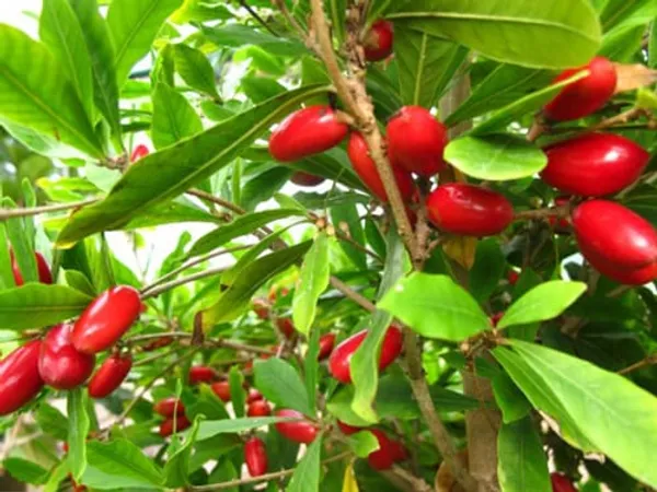 Miracle_Fruit_Plant_(1.5-3_Feet_Height_Pack_Of_1)