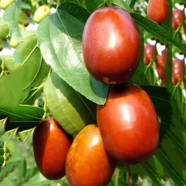 Red_Miss_India_Apple_Ber_Hybrid_Grafted_Fruit_Plant