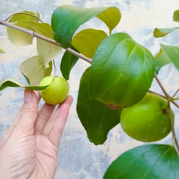 Red_Miss_India_Apple_Ber_Hybrid_Grafted_Fruit_Plant