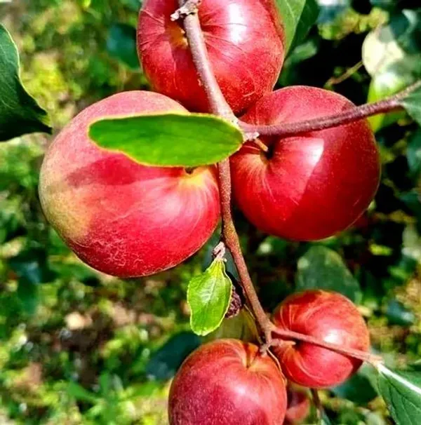 Miss_India_Thai_Ball_Sundari_Apple_Ber_Grafted_Fruit_Plant