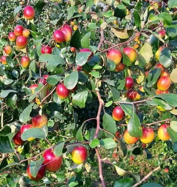 Miss_India_Thai_Ball_Sundari_Apple_Ber_Grafted_Fruit_Plant