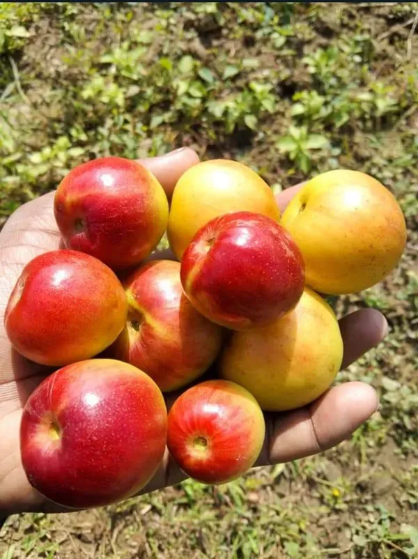 Miss_India_Thai_Ball_Sundari_Apple_Ber_Grafted_Fruit_Plant