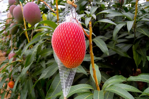 Miyazaki_Japanese_Mango_Hybrid_Grafted_Plant