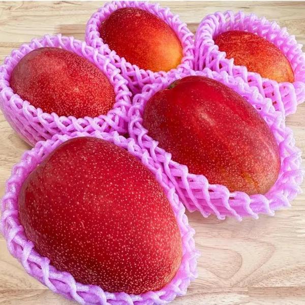 Miyazaki_Japanese_Mango_Hybrid_Grafted_Plant