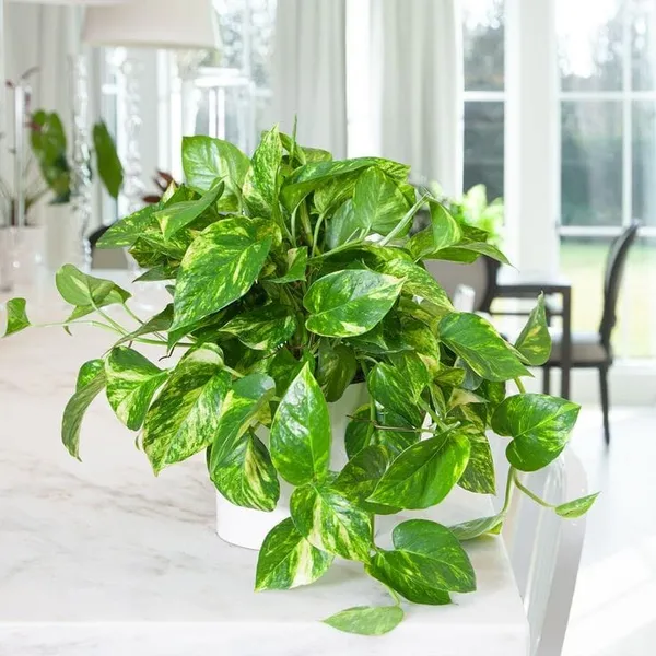 Money plant price 2025