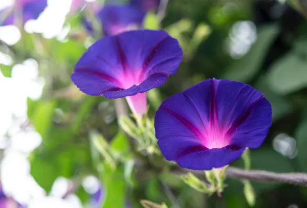 Morning_Glory_Flower_Plant