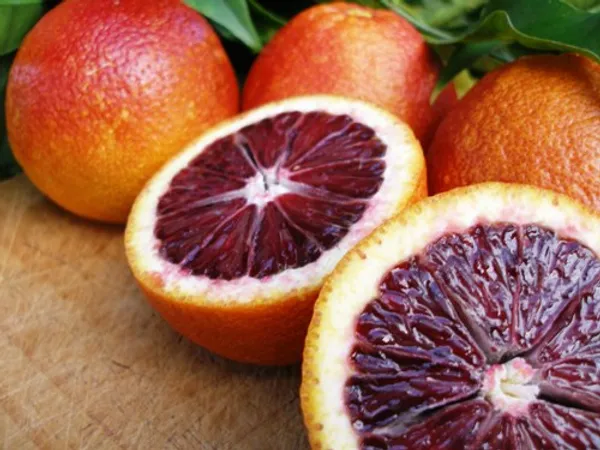 Thai_Moro_Blood_Orange_Dwarf_Varieties_Fruit_Plant