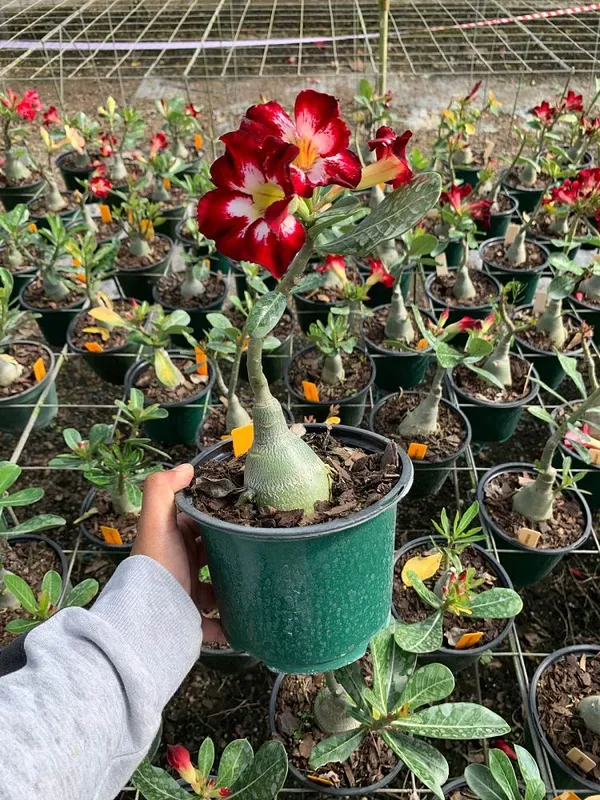 Most_Beautiful_Desert_Rose_Flowering_Plant_For_Home_Garden_Adenium_Hybrid_Plant_(1.5-3.5_Ft_Hight)_Pack_Of_1