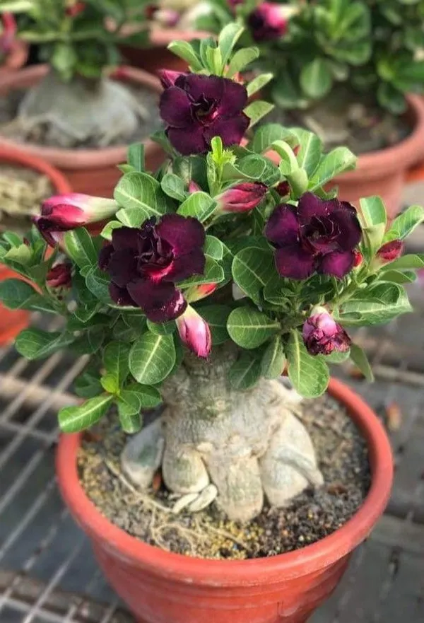 Most_Gorgeous_Adenium_(Violet)_Flowering__Plant_&_Tree_(1.5-3.5_Ft_Hight)_For_Your_Sweet_Home_Decoration_&_Garden_(Hybrid,_Pack_Of_1)