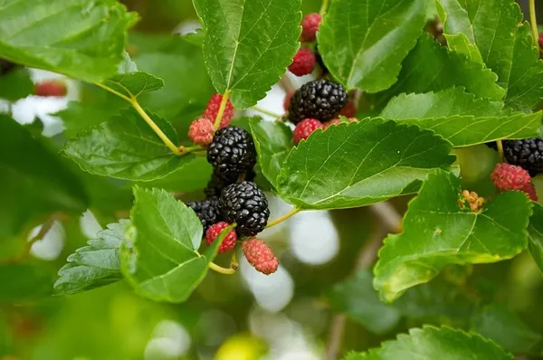 Mulberry_Fruit_Plant_(1.5-3_Feet_Height_Pack_Of_1)