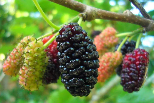 Black_Mulberry_Fruit_Plant