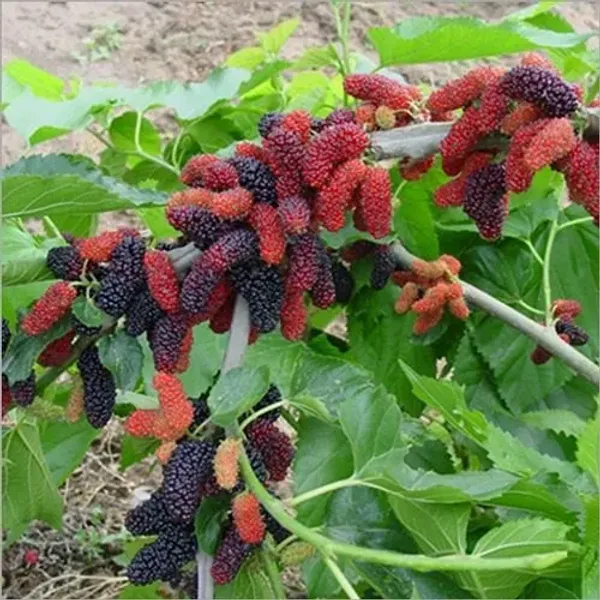 Mulberry_Long_Hybrid_Fruit_Plant_(Pack_Of_1)