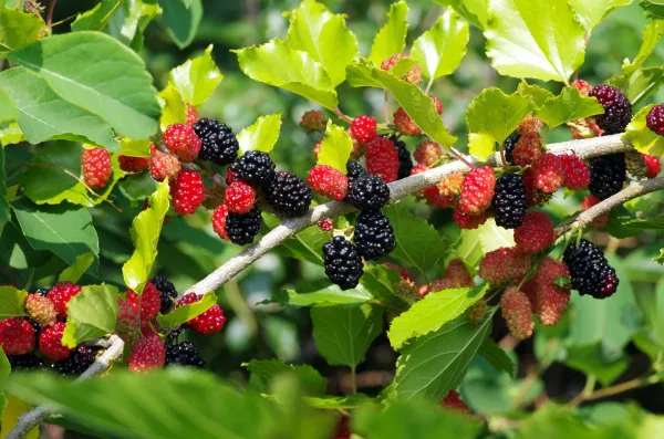 Mulberry_Long_Hybrid_Fruit_Plant_(Pack_Of_1)