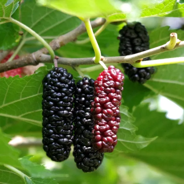 Mulberry_Long_Hybrid_Fruit_Plant_(Pack_Of_1)